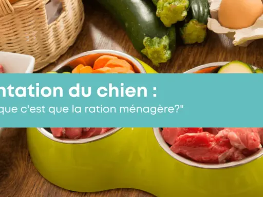 Préparation de nourriture pour chien maison : viande crue, carottes, courgettes et œufs. Une alimentation saine pour votre compagnon.