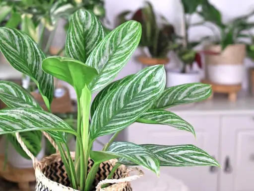 Aglaonema odmiany z pięknymi, pasiastymi liśćmi w odcieniach zieleni i bieli, wpleciona w pleciony koszyk.