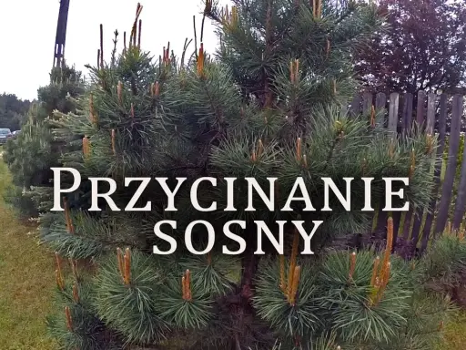 Jak przycinać sosnę dla gęstej korony? Uniknij 4 błędów!