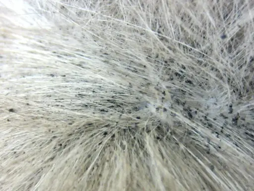 Gros plan sur la fourrure d'un animal, révélant de nombreux petits points noirs, des œufs de puce, dispersés parmi les poils clairs.