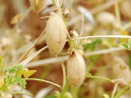 Gousses de pois chiche mûres sur leur tige, prêtes pour la récolte. La culture du pois chiche est essentielle pour l'alimentation.
