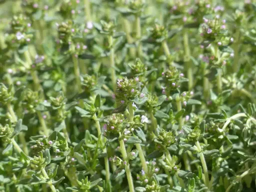 Gros plan sur des brins de thym aux petites fleurs roses. Le thym à thymol, bien que bénéfique, peut présenter un danger s'il est mal utilisé.