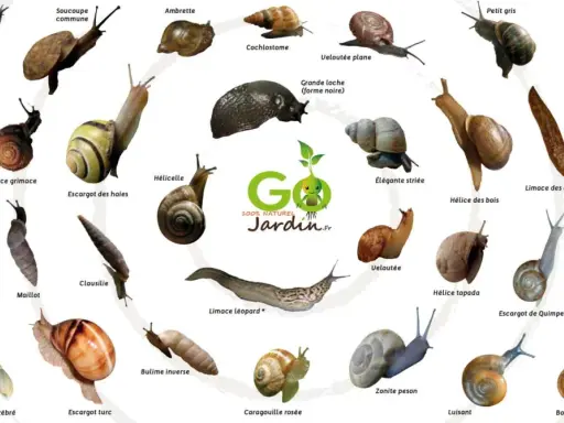 Voici pourquoi j'ai plein d'escargots dans mon jardin : une collection d'espèces variées, du petit gris à la grande loche, illustre la biodiversité de mon espace vert.