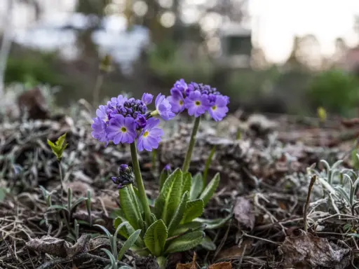 Two purple primroses with yellow centers bloom in dry leaves and soil.