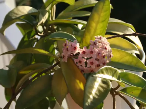 A cluster of delicate pink hoya flowers with dark red centers blooms amidst glossy green leaves, catching the warm sunlight.