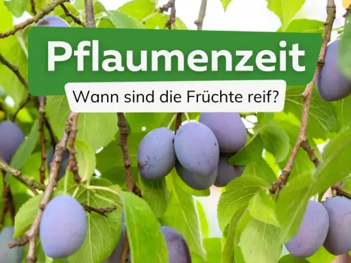 Reife Pflaumen hängen an einem Baum. Die Frage "Wann ist Pflaumenzeit?" wird gestellt, um den perfekten Erntezeitpunkt zu finden.