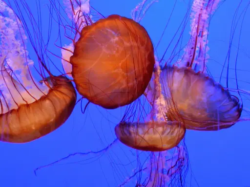 Meduse arancioni con lunghi tentacoli viola danzano nell'acqua blu. Una medusa velenosa, bellissima ma pericolosa.