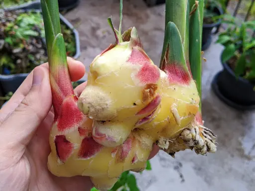 Main d'une personne tenant une plante de gingembre fraîchement récoltée, avec des rhizomes jaunes et des touches de rouge à la base des tiges vertes.