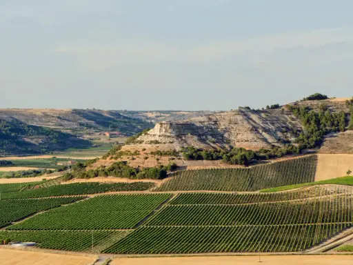 Paisaje de viñedos en terrazas que producen vinos de Ribera del Duero. Colinas secas y un acantilado rocoso al fondo.