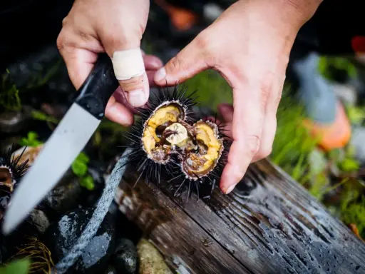 Préparation d'une recette d'oursin cru. Des mains ouvrent délicatement un oursin avec un couteau, révélant sa chair orangée.
