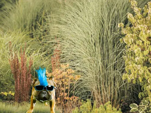 Un bouledogue avec une crête punk bleue et des lunettes de soleil pose dans un jardin luxuriant, un vrai jardin punk.