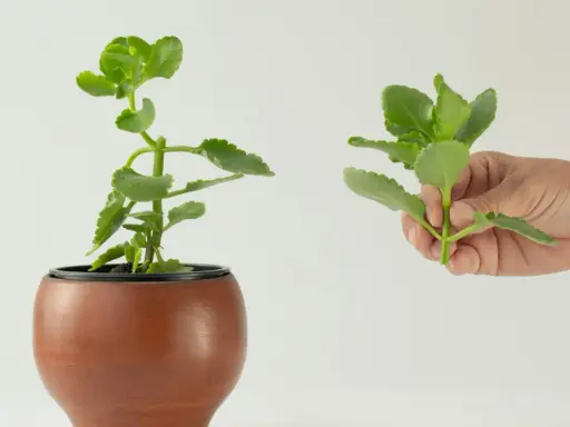 Różne kalanchoe rodzaje: jedna roślina w doniczce, druga w dłoni.