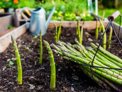 Frischer Spargel wächst im Beet, ein Korb voller Ernte daneben. Die Frage "wie lange kann man Spargel ernten" beschäftigt jeden Gärtner.