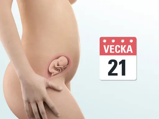 Gravid vecka 21. En illustration visar en gravid mage med ett foster inuti. Bredvid syns en kalender med texten "VEcka 21".