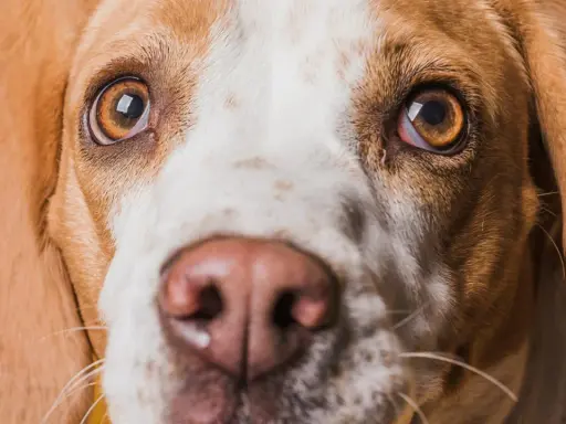Zbliżenie na pysk psa rasy beagle. Widać jego brązowe oczy, które wydają się lekko zaczerwienione, oraz wilgotny nos.
