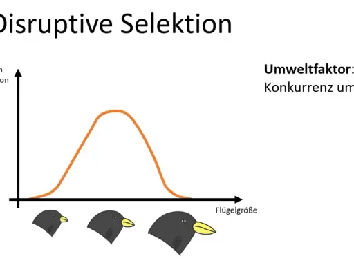 Grafik zeigt disruptive Selektion: Umweltfaktor Konkurrenz um Nahrung begünstigt extreme Flügelgrößen bei Vögeln, während mittlere Größen seltener werden.
