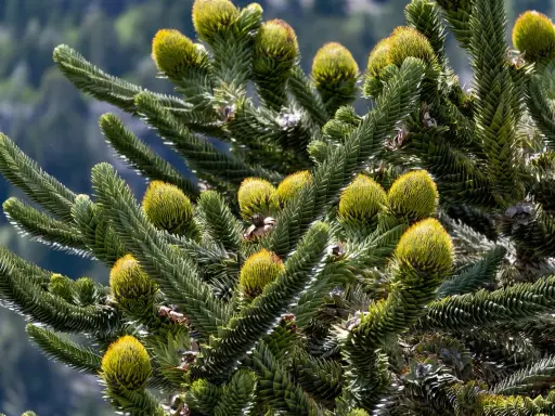Gros plan sur les cônes et les aiguilles d'un Araucaria, une des variétés de pins et sapins aux formes uniques.