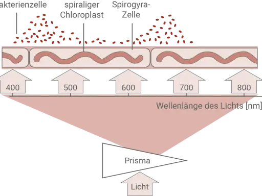 Der Engelmannsche Bakterienversuch zeigt, wie Bakterien sich an Spirogyra-Zellen ansammeln, die von Licht verschiedener Wellenlängen bestrahlt werden.