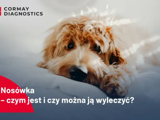 Smutny piesek leży na białym tle. Tekst informuje o chorobie nosówka u psa i możliwościach leczenia.