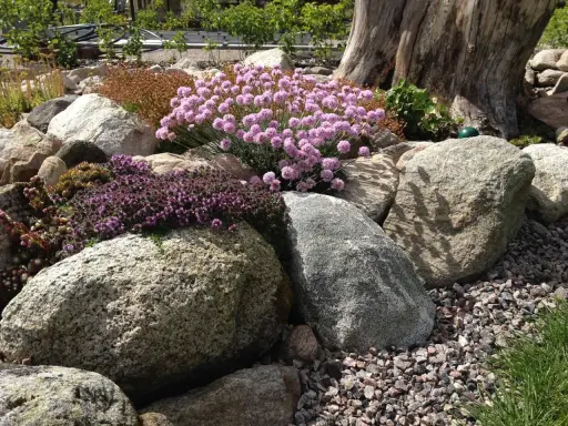 Vacker stenparti inspiration med rosa och lila blommor som klättrar över stora stenar. En gammal trädstam ger karaktär.