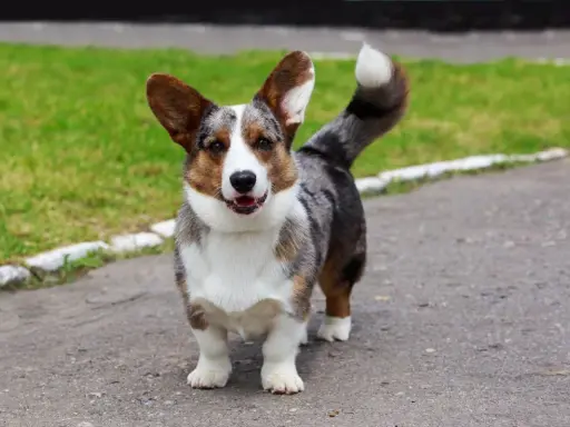 Uroczy corgi z umaszczeniem merle, z charakterystycznymi łatami, stoi na ścieżce.