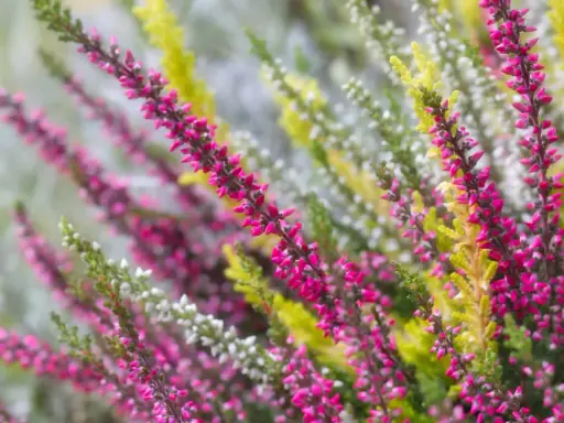 Bunte Heideblüten in Pink, Weiß und Gelb. Eine schöne Erinnerung daran, was man im Herbst pflanzen kann, um Farbe in den Garten zu bringen.
