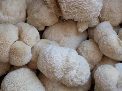 Un amas de champignons lion s mane, d'une blancheur éclatante, évoquant une crinière soyeuse.