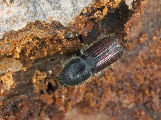 A close-up shows what bark beetles look like: a dark, fuzzy beetle with segmented wings, nestled in rough, brown wood.