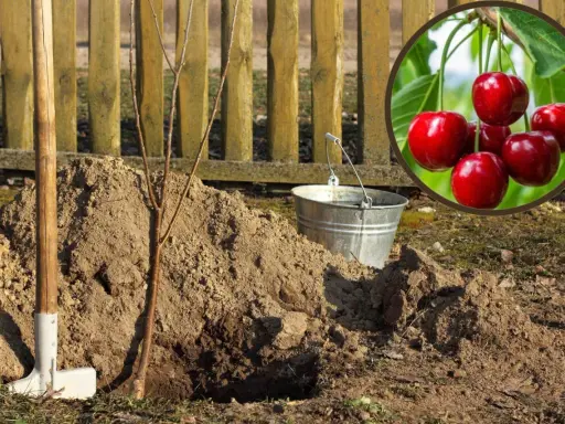 Sadzenie czereśni: młode drzewko w dołku, łopata, wiaderko i apetyczne czereśnie w kółku.