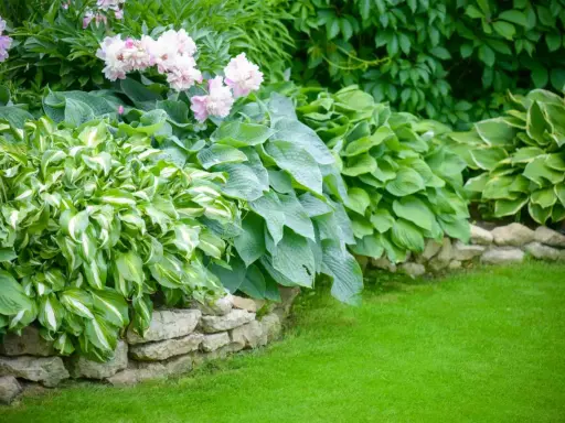 A lush garden bed features variegated and solid green hostas plants, bordered by a stone wall and a vibrant green lawn.