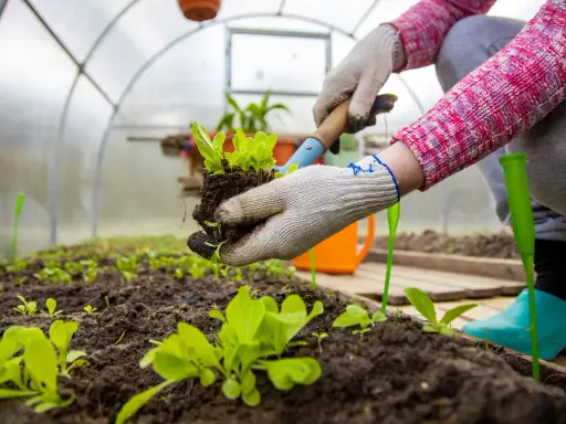 Manos enguantadas plantando lechugas en un invernadero casero.