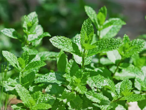 Feuilles de menthe luxuriantes, baignées par le soleil ou à l'ombre, prêtes à parfumer vos plats.