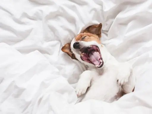 Jack Russell terrier leży na białej pościeli, ziewając szeroko. To taki wycie psa, że aż uszy mu się kładą!