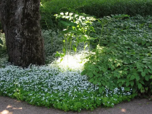 En matta av små vita blommor breder ut sig vid en stor trädstam. Solen lyser genom lövverket och skapar ett drömskt sken över perenner sol.
