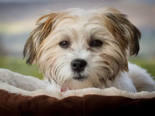 Uroczy bichon frise brązowy z puszystym futerkiem, leżący w miękkim legowisku.