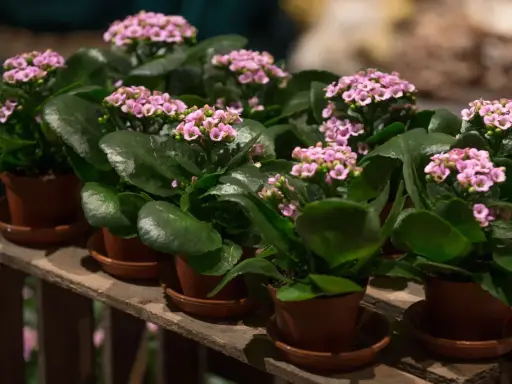 Plantas de kalanchoe blossfeldiana con flores rosadas y hojas verdes, dispuestas en macetas sobre una caja de madera.