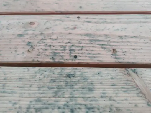 Holzbretter mit blauen Flecken, die auf Schimmelbefall hindeuten. Hier erfahren Sie, wie Sie Schimmel von Holz entfernen mit Hausmitteln.