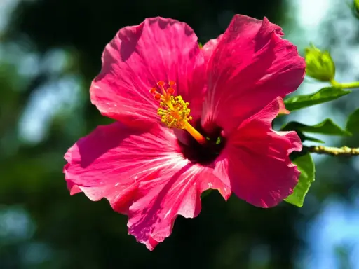 Piękny, różowy hibiskus ogrodowy. Czy nadaje się na herbatę? Jego płatki mogą dodać koloru i smaku naparowi.