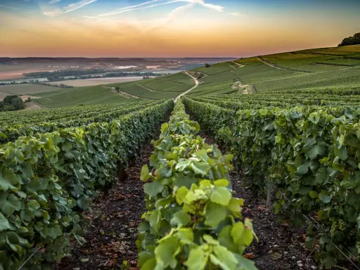 Reihen von grünen Weinreben erstrecken sich über sanfte Hügel im Abendlicht. Hier wachsen die Champagner Rebsorten für edlen Schaumwein.