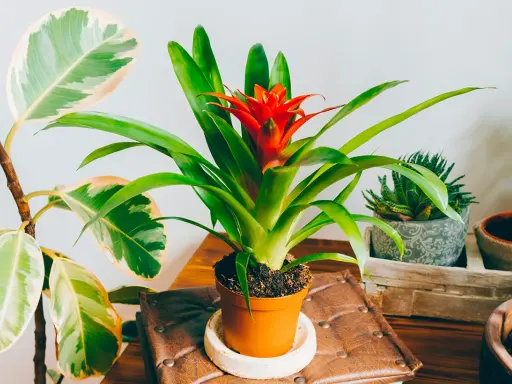 Une bromélia rouge vif au centre, entourée d'autres plantes d'intérieur. L'entretien de cette plante est simple.