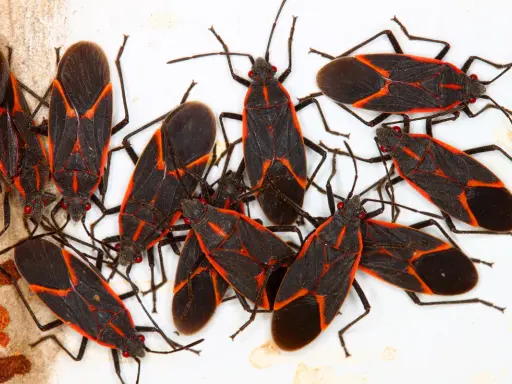 A cluster of brown boxelder bugs with distinctive red markings on their dark bodies.