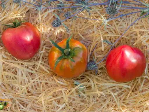Trois tomates, dont une tomate Anna Russian, reposent sur un lit de paille avec des chardons bleus.