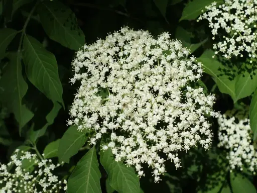 Holunderblüten im Garten: schön, aber die Nachteile sind, dass sie schnell wachsen und sich ausbreiten können.