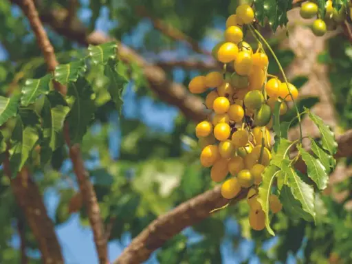 Grappe de fruits jaunes mûrs sur un arbre, source de l'huile de neem insecticide naturelle.