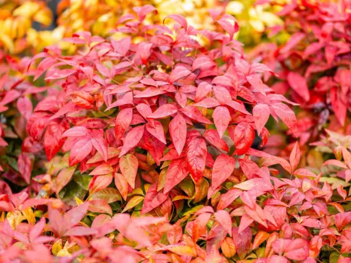 Feuillage d'un bambou sacré aux teintes rouges et orangées, évoquant la chaleur de l'automne.