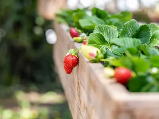 Fraises rouges et vertes mûrissant sur un fraisier remontant dans une jardinière en bois.