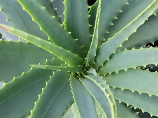Widok z góry na soczyste, zielone liście aloesu, z charakterystycznymi ząbkami na brzegach. Tak wygląda aloes.
