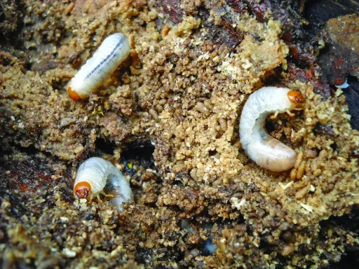 Trois larves de hanneton, blanches et courbées, se nourrissent dans le compost.