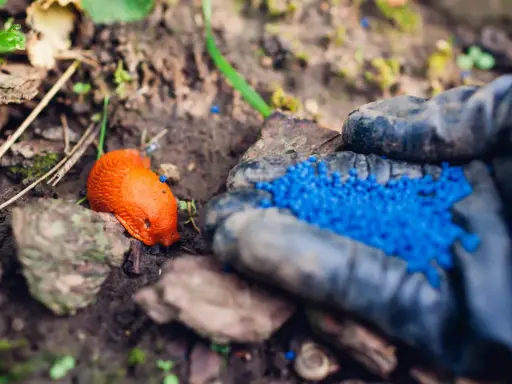 Ręka w rękawiczce rozsypuje niebieskie granulki na ślimaki. Obok leży pomarańczowy ślimak.