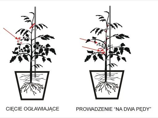 Przycinanie pomidorów koktajlowych: jak, kiedy i dlaczego? Poradnik